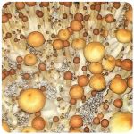 Псилоцибиновые (галлюциногенные)  грибы Psilocybin "Golden Teacher" в Пущино