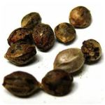 Семена марихуаны АК-47  (Seeds AK-47) в Пущино